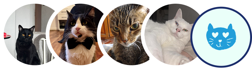 Comunidad de gatos de Academia Stonecat