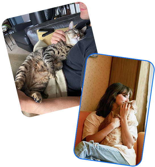Dueños y gatos de la comunidad Academia Stonecat