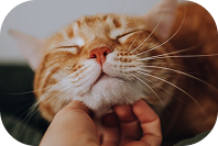 Gato recibiendo cariño